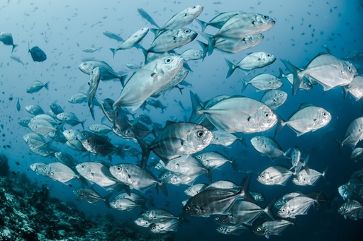 Snorkeling
